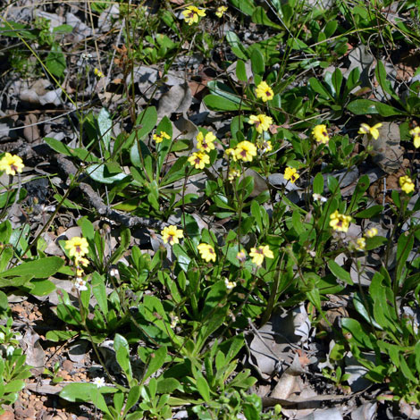 Velleia trinervis whole