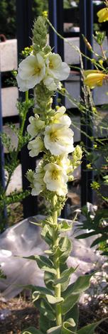 Verbascum lychnitis whole