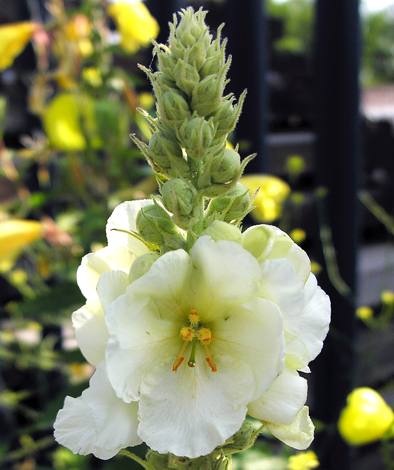 Verbascum lychnitis close