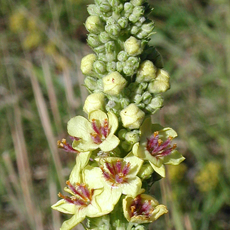 Verbascum nigrum close