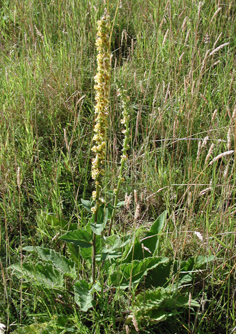 Verbascum nigrum whole