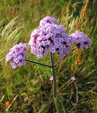 Verbena bonariensis