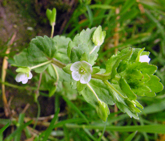 Veronica agrestis
