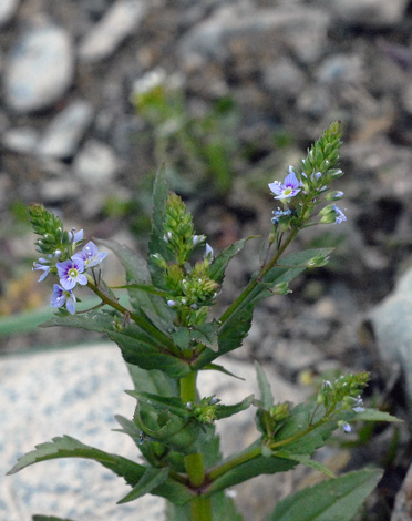 Veronica anagallis-aquatica close