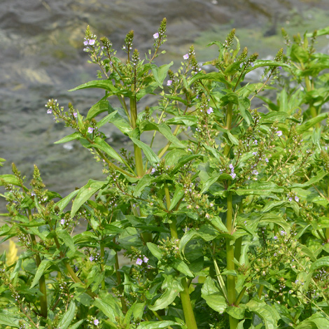 Veronica anagallis-aquatica whole