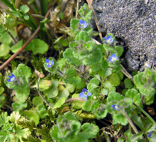 Veronica arvensis