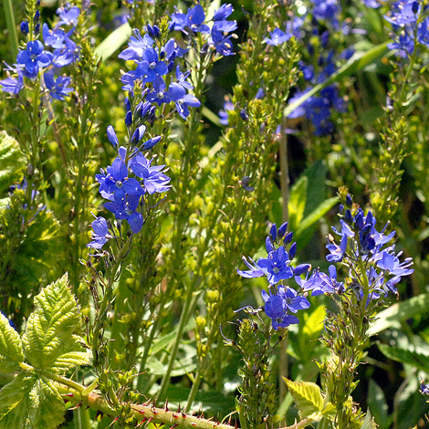 Veronica austriaca ssp teucrium whole