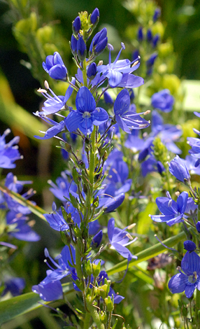 Veronica austriaca ssp teucrium close