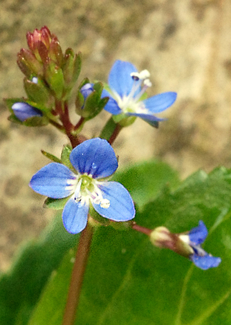 Veronica beccabunga close