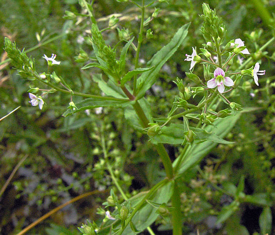 Veronica catenata whole