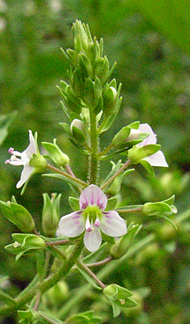 Veronica catenata close