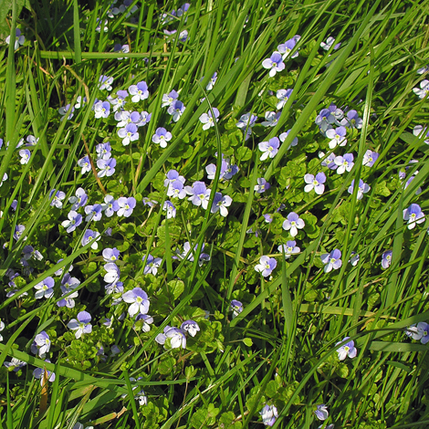 Veronica filiformis whole