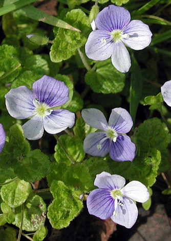 Veronica filiformis close