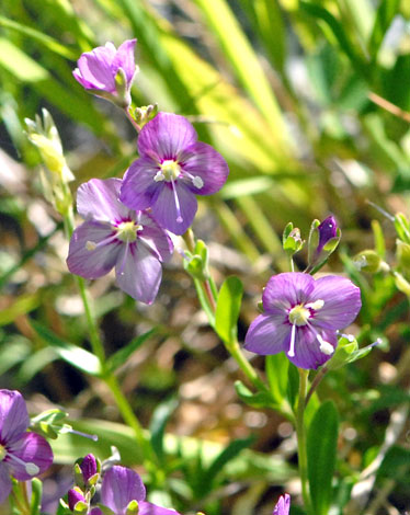 Veronica fruticulosa close
