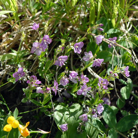 Veronica fruticulosa whole