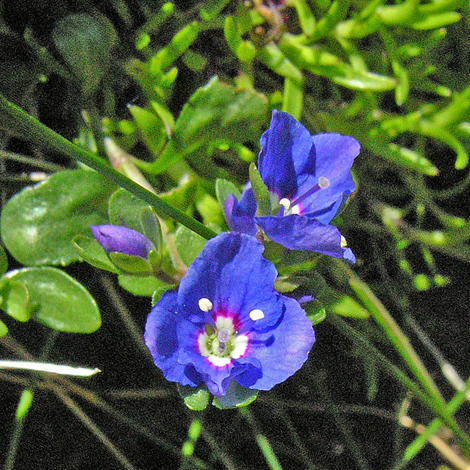 Veronica fruticans close