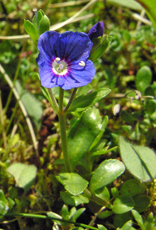 Veronica fruticans whole