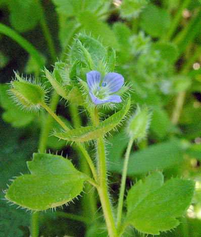 Veronica hederifolia