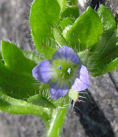 Veronica hederifolia close