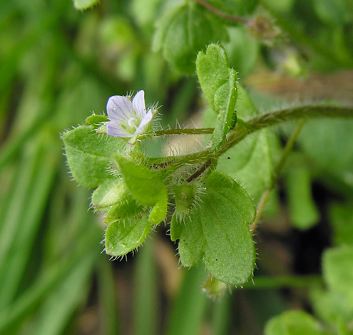 Veronica hederifolia ssp lucorum