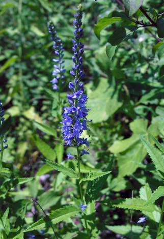 Veronica longifiolia whole