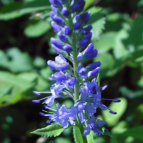 Veronica longifiolia close