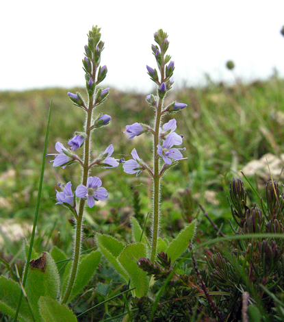 Veronica officinalis whole