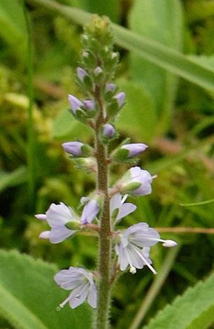 Veronica officinalis close