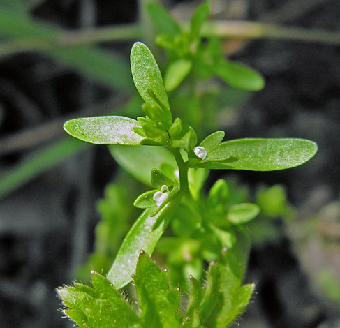 Veronica peregrina