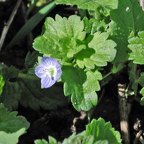 Veronica persica