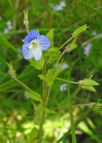 Veronica persica close