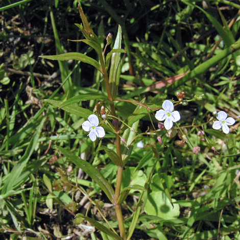 Veronica scutellata