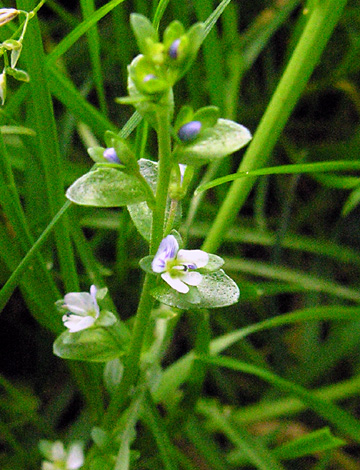 Veronica serpyllifolia ssp seryllifolia