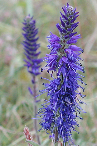 Veronica spicata close