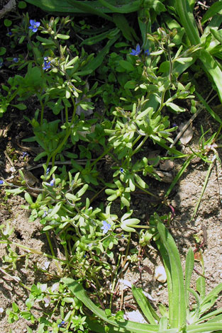 Veronica triphyllos