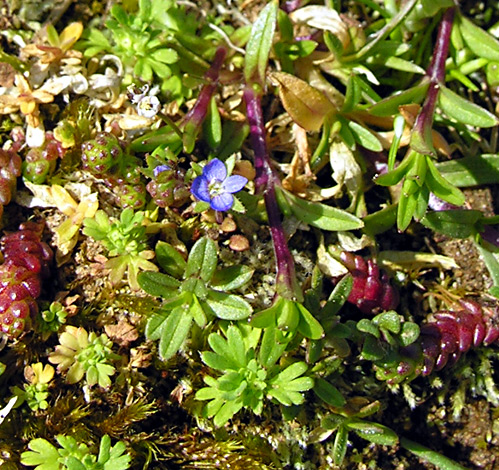British Wild Plant: Veronica verna Spring Speedwell