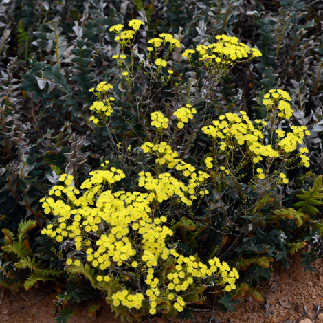 Verticordia endlicheriana whole