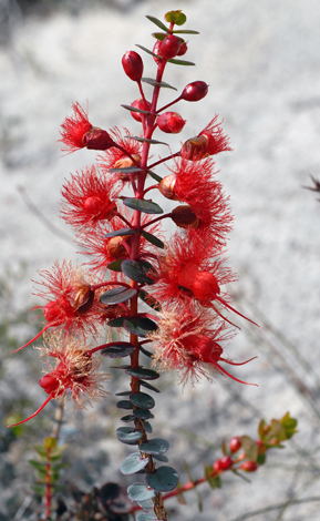 Verticordia grandis older