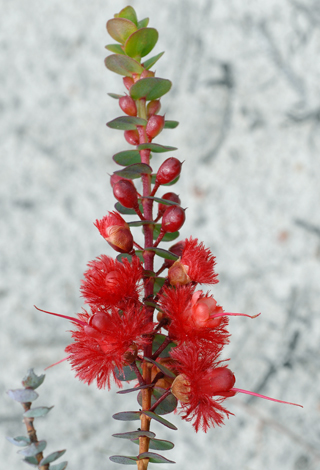 Verticordia grandis first flowers