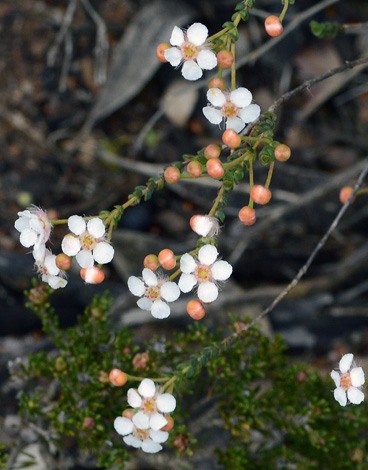 Verticordia habrantha close