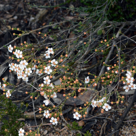 Verticordia habrantha whole