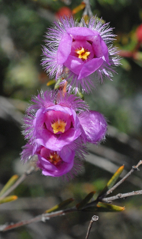 Verticordia picta