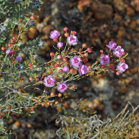 Vericordia picta whole