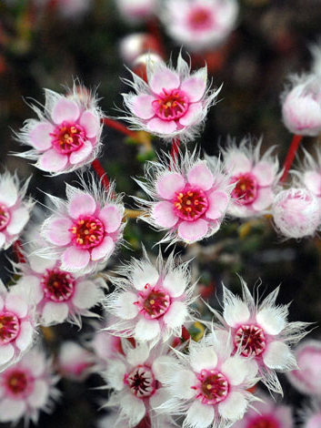 Verticordia roei ssp meiogona close