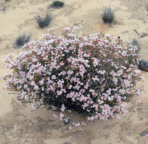 Verticordia roei ssp meiogona