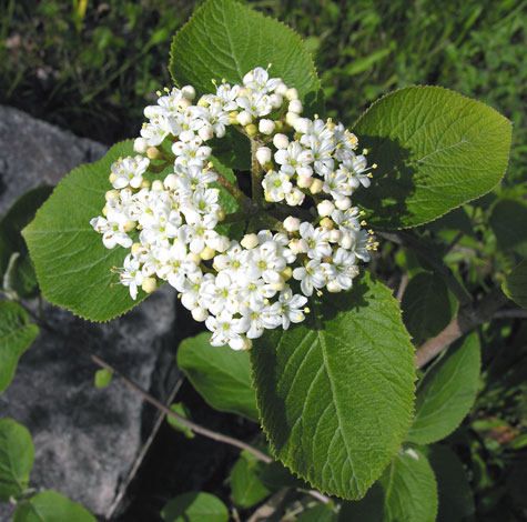 Viburnum lantana