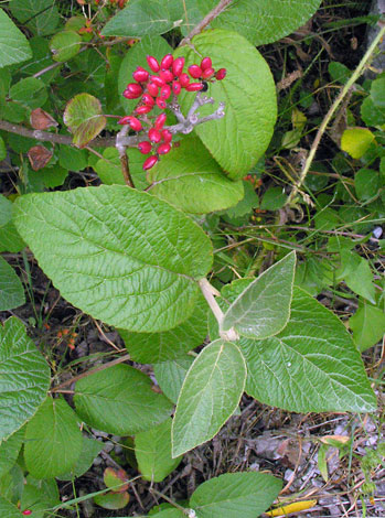 Viburnum lantana