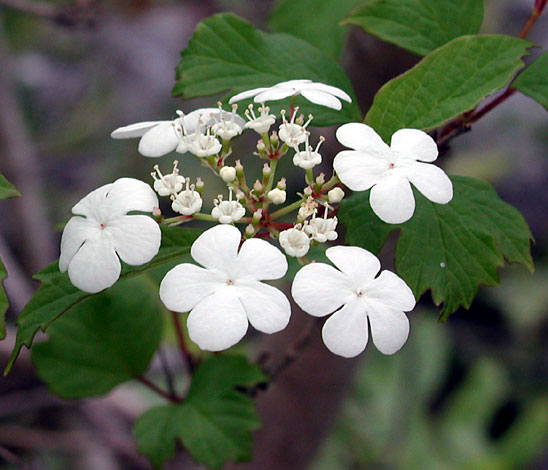 Viburnum opulus