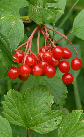 Viburnum opulus