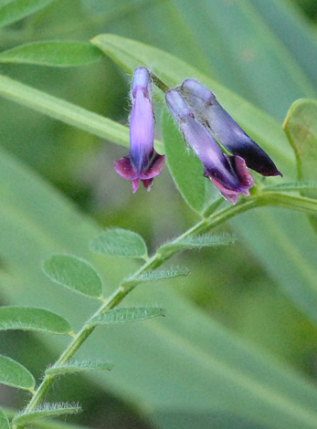 Vicia benghalensis close